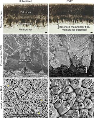 State-of-the-Art of Eggshell Waste in Materials Science: Recent Advances in Catalysis, Pharmaceutical Applications, and Mechanochemistry